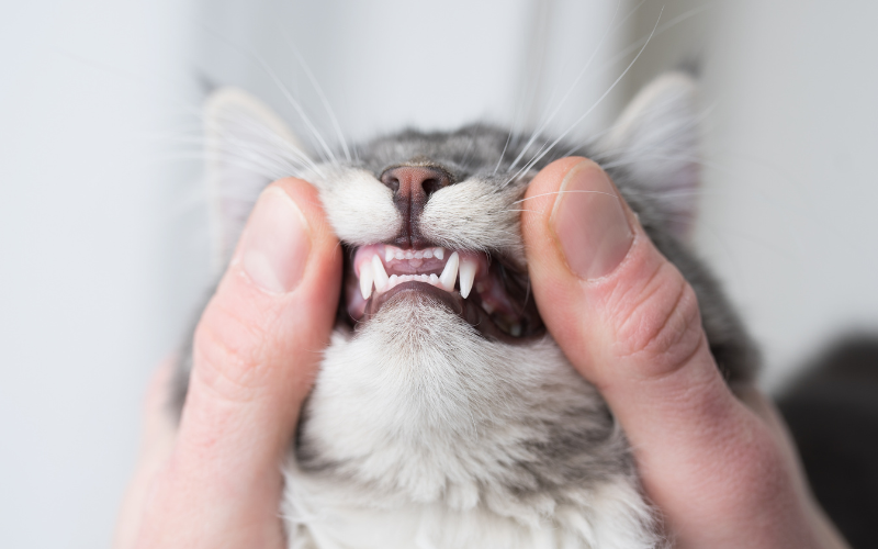 Pet Dental Health: Recognizing Issues and Getting Virtual Advice